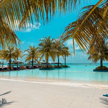 pool with palm trees in the Caribbean